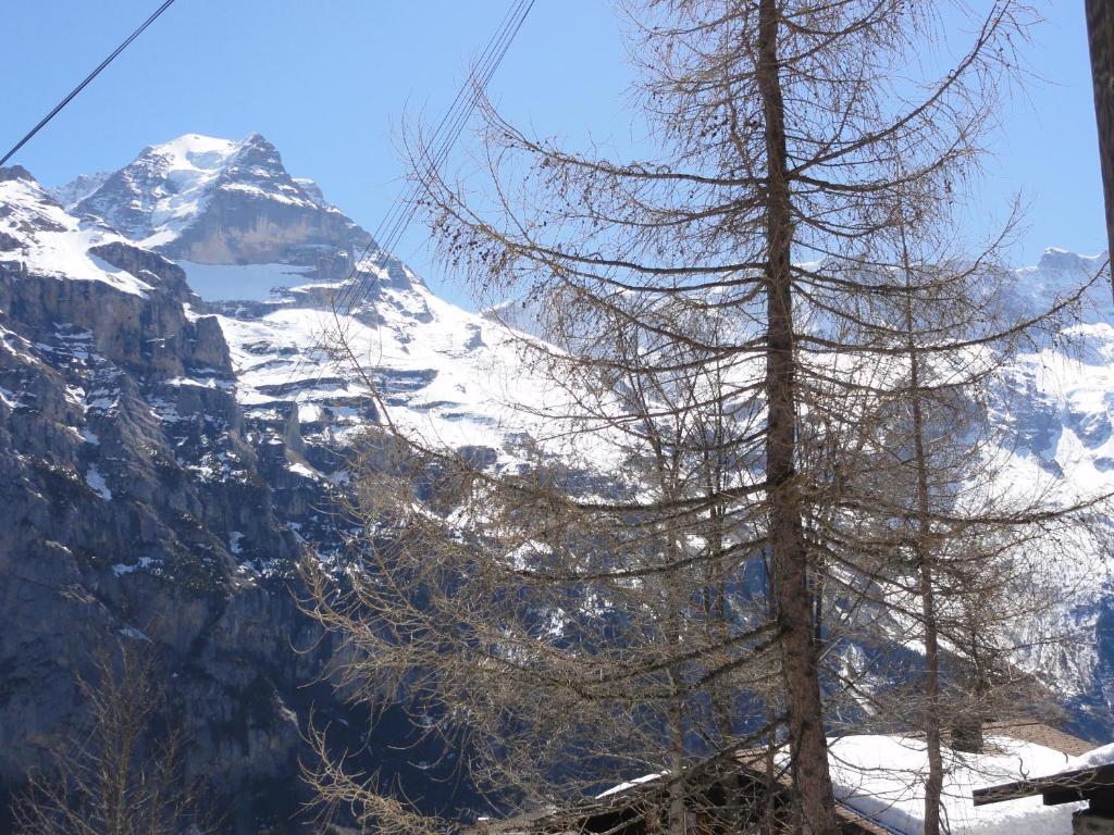 Chalet Schoenbuehl Mürren Exterior foto